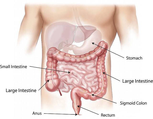 Abbildung eines Darmtrakts